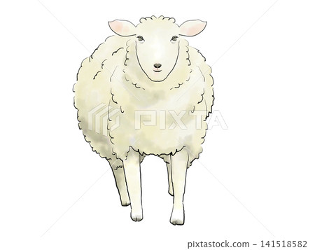 A realistic watercolor-style illustration of a sheep facing forward. A realistic watercolor-style illustration of a sheep facing forward. 141518582
