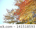 Autumnal leaves 141518593