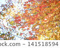 Momiji who changed leaves 141518594