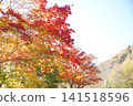 Momiji who turned red in leaves 141518596