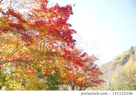 在葉子變紅的Momiji 在葉子變紅的Momiji 141518596