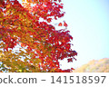 Autumn leaves dyed bright red 141518597