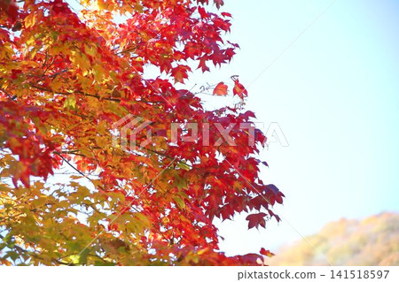 秋葉被染成鮮豔的紅色 秋葉被染成鮮豔的紅色 141518597