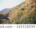 Train running in the autumn leaves 141518599