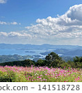 Autumn scenery in Nagasaki City, featuring a field of cosmos flowers, a blue sky, and a view of the sea. 141518728