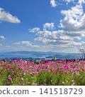Autumn scenery in Nagasaki City, with cosmos flowers in full bloom and a view of the sea. 141518729