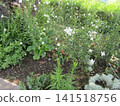 White flowers of Gaura (Asagiri grass) 141518756