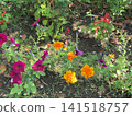 Red petunias, rosemary, orange flowers 141518757