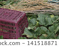 Pest control measures for yellow melon fields 141518871
