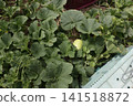 Pest control measures for yellow melon fields 141518872