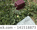 Pest control measures for yellow melon fields 141518873