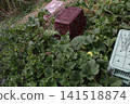 Pest control measures for yellow melon fields 141518874