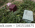 Pest control measures for yellow melon fields 141518875
