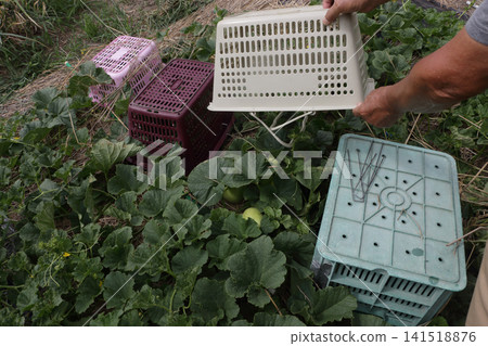 Pest control measures for yellow melon fields Pest control measures for yellow melon fields 141518876