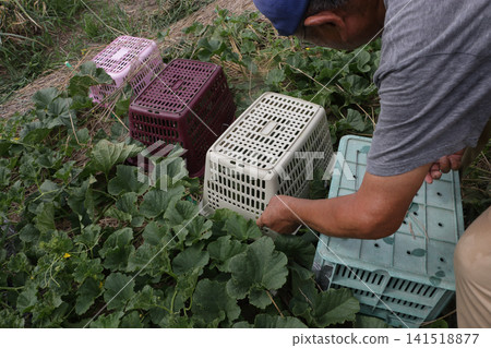 Pest control measures for yellow melon fields Pest control measures for yellow melon fields 141518877
