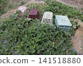 Pest control measures for yellow melon fields 141518880