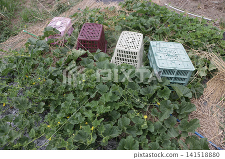 Pest control measures for yellow melon fields Pest control measures for yellow melon fields 141518880