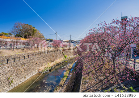 A scene of cherry blossoms blooming along the Sakagawa River near Kakegawa Castle in Kakegawa City (Shizuoka Prefecture) A scene of cherry blossoms blooming along the Sakagawa River near Kakegawa Castle in Kakegawa City (Shizuoka Prefecture) 141518980