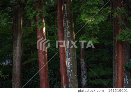 福井縣妙通寺內的樹林 141519001