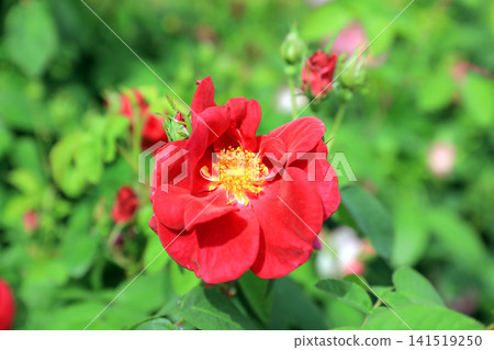 A beautiful feast of spring roses A beautiful feast of spring roses 141519250