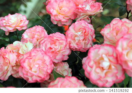 A beautiful feast of spring roses 141519292