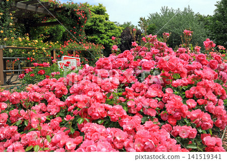 A beautiful feast of spring roses A beautiful feast of spring roses 141519341