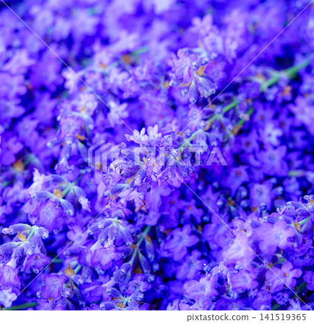 A bouquet of lavender from Furano, Hokkaido, a symbol of summer in Hokkaido. A bouquet of lavender from Furano, Hokkaido, a symbol of summer in Hokkaido. 141519365