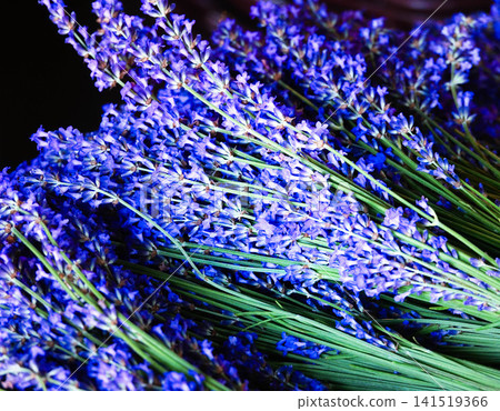 A bouquet of lavender from Furano, Hokkaido, a symbol of summer in Hokkaido. 141519366