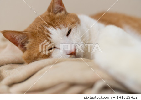 Cat lying down and relaxing Brown tabby and white Cat lying down and relaxing Brown tabby and white 141519412