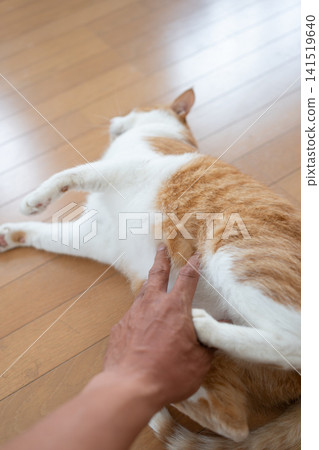 Stroking a cat's belly - a tabby and white cat Stroking a cat's belly - a tabby and white cat 141519640