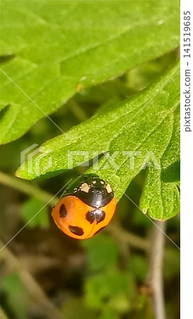 Ladybug Ladybug 141519685