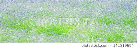 The lavender fields of Furano have become synonymous with the image of a breezy summer in Hokkaido. 141519694