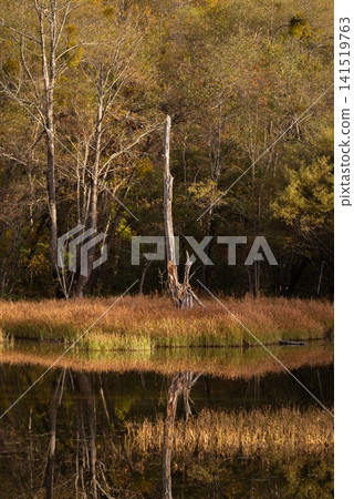 Beautiful autumn foliage in the forest at Norikura Highlands Beautiful autumn foliage in the forest at Norikura Highlands 141519763
