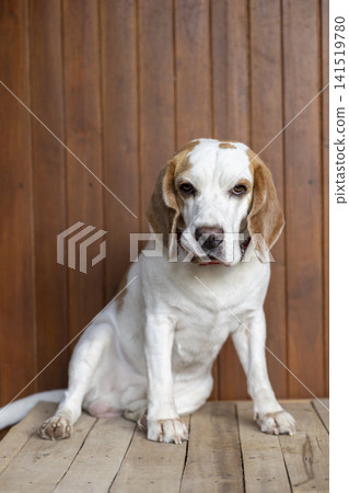 small cute beagle puppy dog looking up small cute beagle puppy dog looking up 141519780