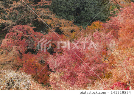 Autumn leaves of red color maple tree, fall season change Autumn leaves of red color maple tree, fall season change 141519854
