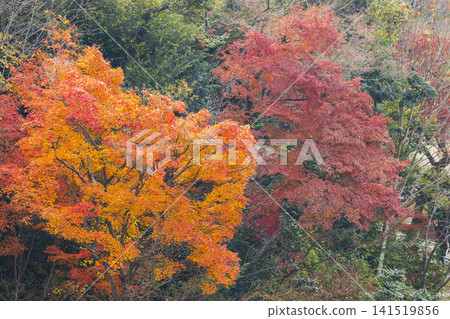 Autumn leaves of red color maple tree, fall season change 141519856