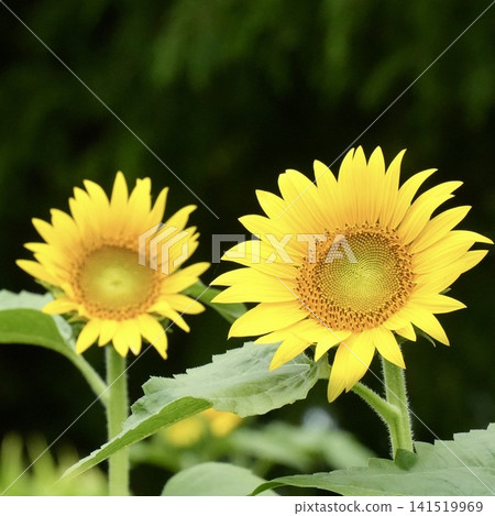 Beautifully blooming sunflowers Beautifully blooming sunflowers 141519969