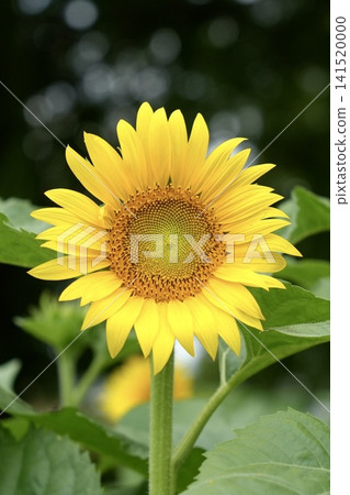Beautifully blooming sunflowers with a bokeh background. 141520000