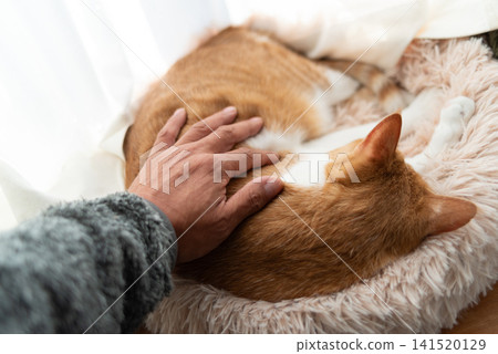 Stroking a cat, brown tabby white Stroking a cat, brown tabby white 141520129