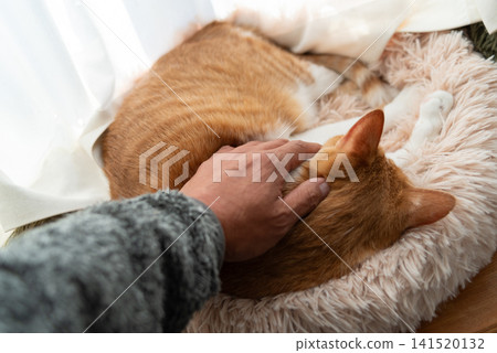 撫摸一隻貓,棕色虎斑白 撫摸一隻貓,棕色虎斑白 141520132
