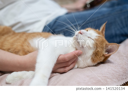 Stroking a cat, brown tabby white Stroking a cat, brown tabby white 141520134