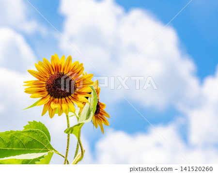 Vibrant sunflowers blooming under the bright blue summer sky. Vibrant sunflowers blooming under the bright blue summer sky. 141520260