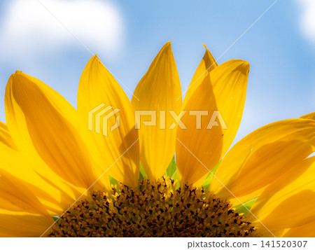 Vibrant sunflowers blooming under the bright blue summer sky. Vibrant sunflowers blooming under the bright blue summer sky. 141520307
