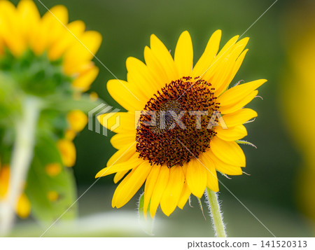 Vibrant sunflowers blooming under the bright blue summer sky. Vibrant sunflowers blooming under the bright blue summer sky. 141520313