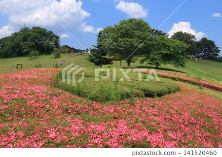 太陽之村的五月杜鵑花(宮城縣柴田町) 太陽之村的五月杜鵑花(宮城縣柴田町) 141520460