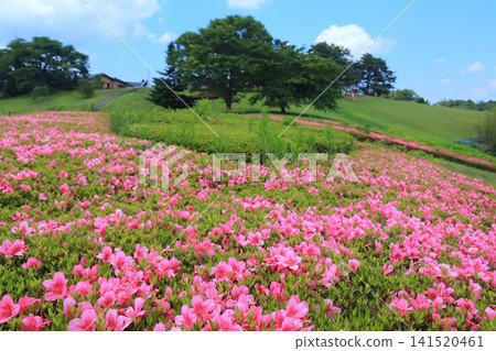 太陽之村的五月杜鵑花（宮城縣柴田町） 141520461