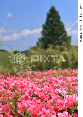 太陽之村的五月杜鵑花(宮城縣柴田町) 太陽之村的五月杜鵑花(宮城縣柴田町) 141520462