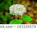 White hydrangea 141520574
