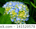 Blue hydrangea 141520578