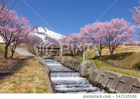 在青森縣弘前市百澤須野的岩木山綜合公園,沿著大山櫻項鍊公路,可以看到櫻花、融雪水渠和岩木山。 在青森縣弘前市百澤須野的岩木山綜合公園,沿著大山櫻項鍊公路,可以看到櫻花、融雪水渠和岩木山。 141520588
